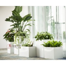 專注室內(nèi)綠植服務(wù)8年，綠植租賃，免費(fèi)養(yǎng)護(hù)，一站式商務(wù)空間
